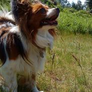 Papillon Nuser