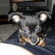 Blanding af racer Lucy