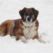 Blanding af racer Molly