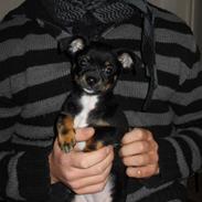 Blanding af racer Lucy