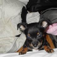 Blanding af racer Lucy