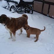 Blanding af racer Molly