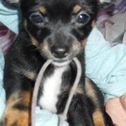 Blanding af racer Lucy