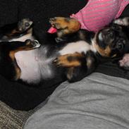 Blanding af racer Lucy