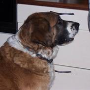 Blanding af racer Molly