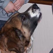 Blanding af racer Molly