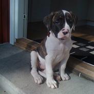 Amerikansk bulldog Nova