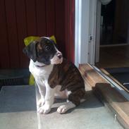 Amerikansk bulldog Nova