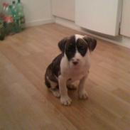 Amerikansk bulldog Nova