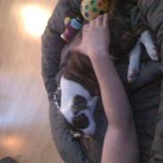 Amerikansk bulldog Nova