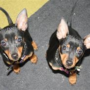 Dvaergpinscher  chanel