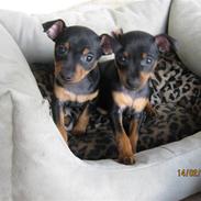 Dvaergpinscher  chanel
