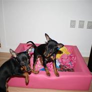Dvaergpinscher  chanel