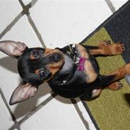 Dvaergpinscher  chanel
