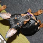 Dvaergpinscher  chanel