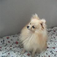 Pomeranian Felix