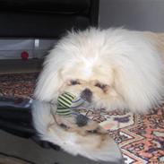 Pekingeser Nicolaj