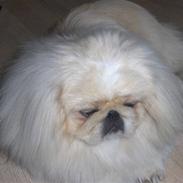 Pekingeser Nicolaj