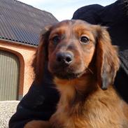 Dværggravhund Bimmer