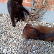 Dværggravhund Bimmer