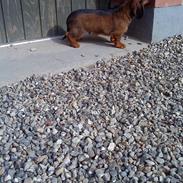 Dværggravhund Bimmer