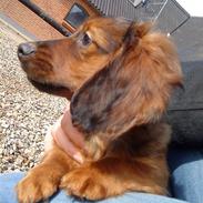 Dværggravhund Bimmer