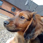 Dværggravhund Bimmer