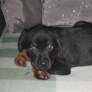 Blanding af racer King