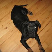 Blanding af racer King