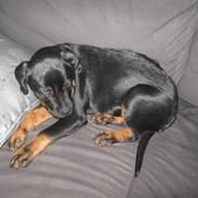 Blanding af racer King