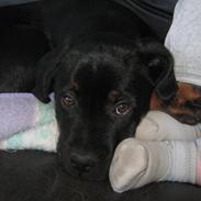 Blanding af racer King