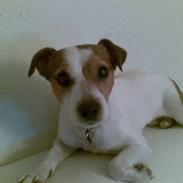 Blanding af racer Azur