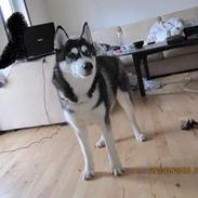 Siberian husky Kato