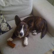 Welsh corgi cardigan Leopold