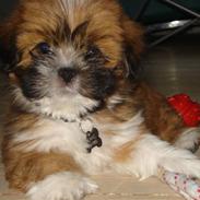 Lhasa apso Mountain High´s Ludwig