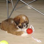 Lhasa apso Mountain High´s Ludwig