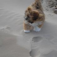 Lhasa apso Mountain High´s Ludwig