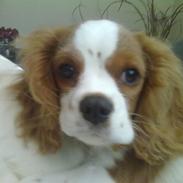 Cavalier king charles spaniel Cera