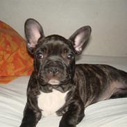 Fransk bulldog Anton