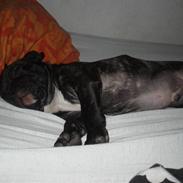 Fransk bulldog Anton