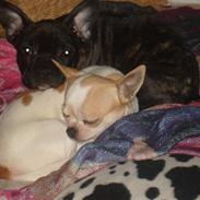 Fransk bulldog Anton