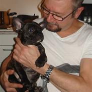 Fransk bulldog Anton