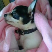 Chihuahua COCO CHANEL