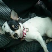 Chihuahua COCO CHANEL