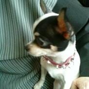 Chihuahua COCO CHANEL