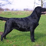 Labrador retriever Brown Hunts Misty