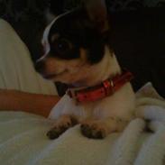 Chihuahua COCO CHANEL