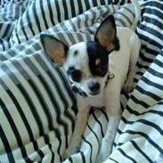 Chihuahua COCO CHANEL