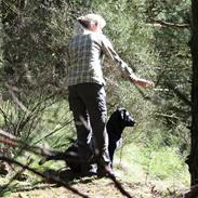 Labrador retriever Brown Hunts Misty