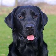 Labrador retriever Brown Hunts Misty